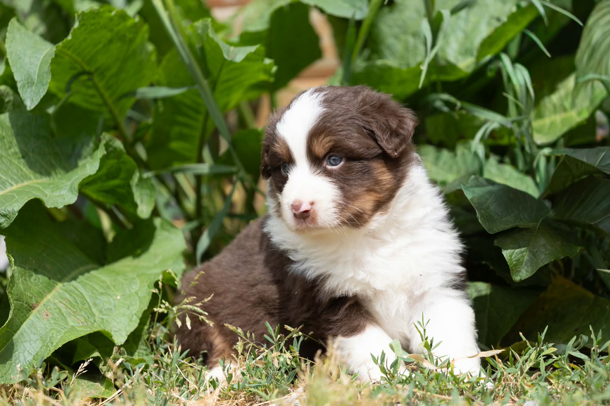 Image de CHIOTS THAIS X UNO